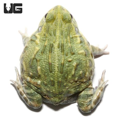 Giant Pixie Frogs For Sale - Underground Reptiles