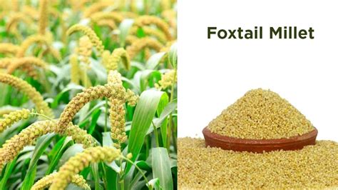 Millets In India List Of Millets And Top Millets Producing States