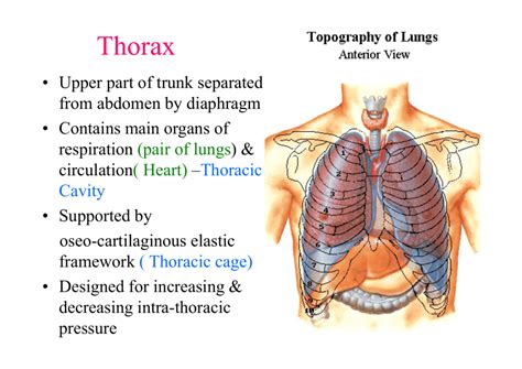 Upper Thorax Anatomy