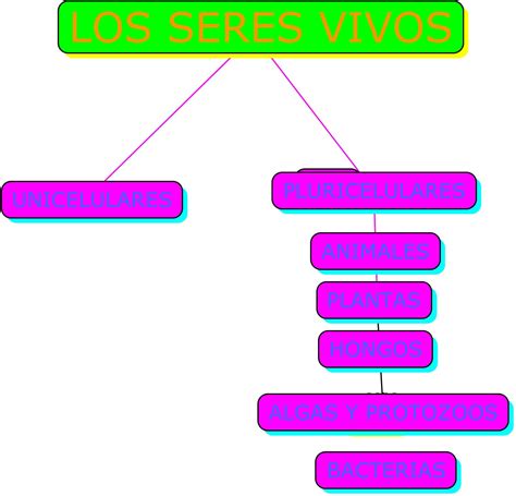 Un Mapa Conceptual De Los Seres Vivos