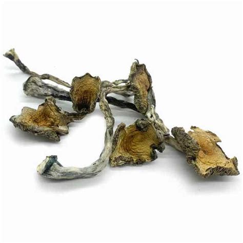 Psilocybe Cubensis Blue Meanies from Microdose Mushrooms Review - Frshminds