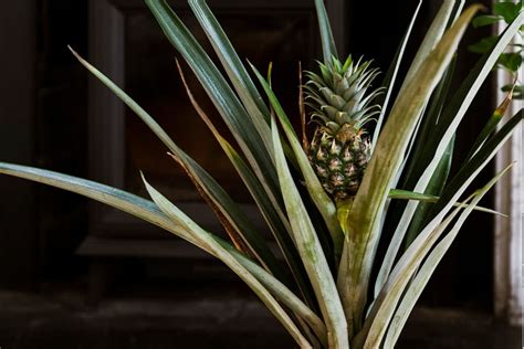 Complete guide to pineapple plant care | Patch Plants