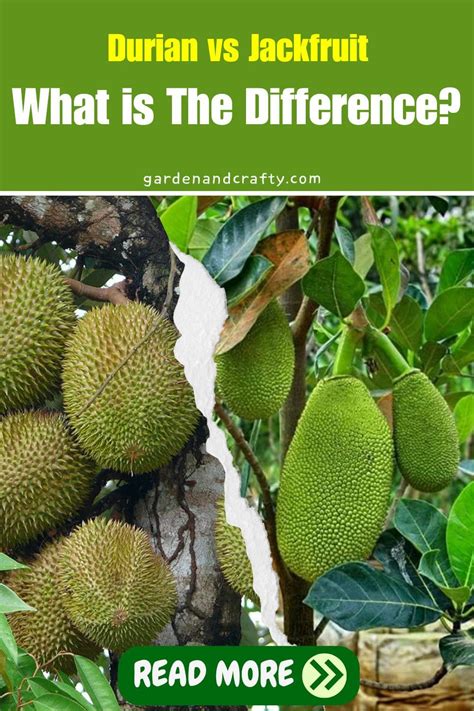 Durian Vs Jackfruit What Is The Difference