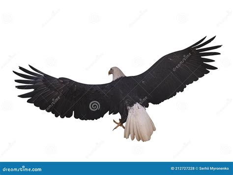 Eagle Flying Isolated at White Stock Photo - Image of eagle, flight: 212727228