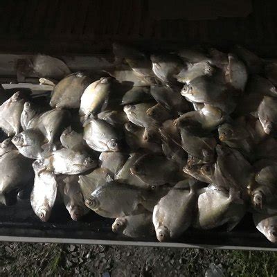 PM e Sema apreendem 27 quilos de pescado irregular homem é multado em