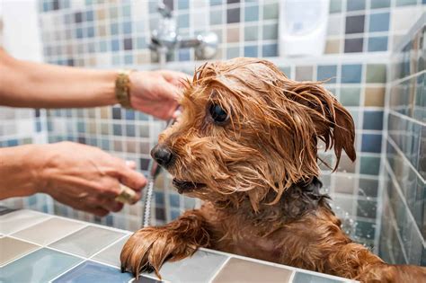 how to remove skunk smell from your dog