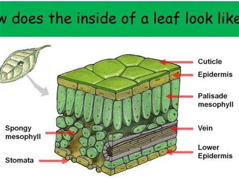 Photosynthesis and the leaf | Teaching Resources