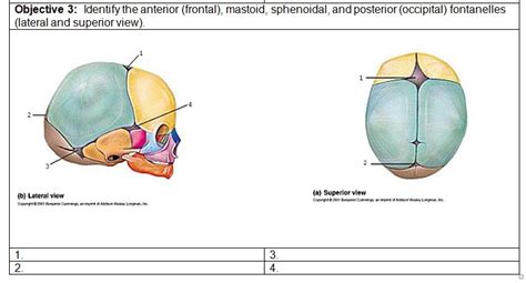 Anatomy Of The Newborn Cranial Sutures And Lateral View