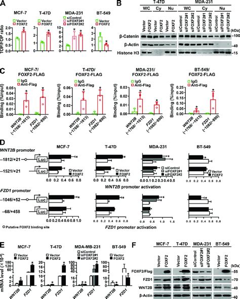 Foxf Activates The Wnt Signaling Pathway In Luminal Breast Cancer