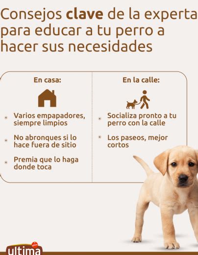 Cu Nto Tiempo Lleva Entrenar A Un Cachorro Para Hacer Sus Necesidades