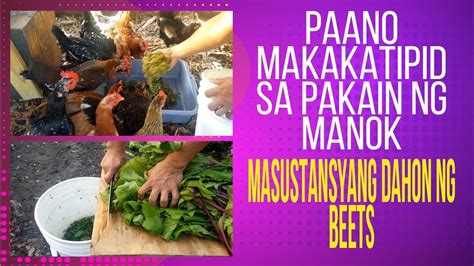 Paano Makatipid Ng Patuka Ng Manok DAHON NG GULAY PARA SA MGA MANOK