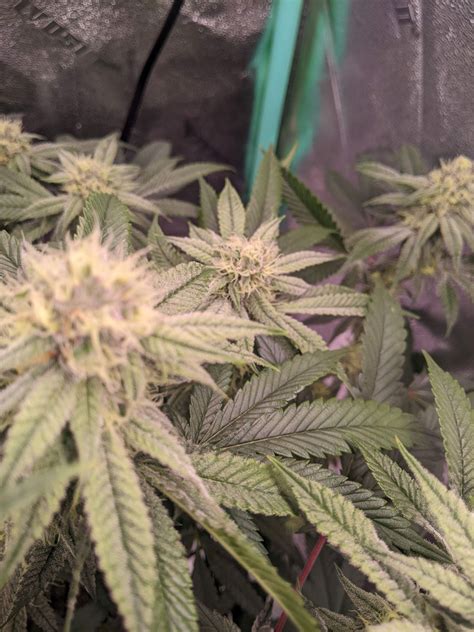 nanaz strain info nanaz weed  robin hood seeds growdiaries