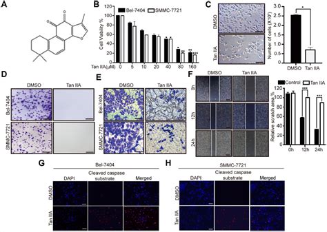 Tanshinone IIA Mediates SMAD7 YAP Interaction To Inhibit Liver Cancer