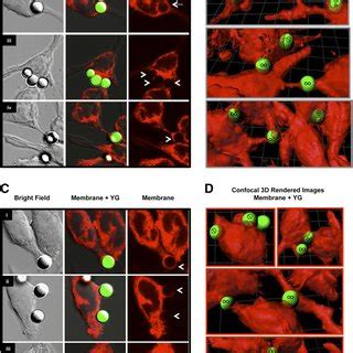 Confocal Imaging Of The Iplitr Bmediated Phagocytic Phenotype A