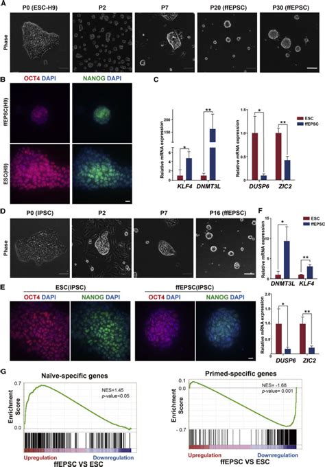 Derivation Of Feeder Free Human Extended Pluripotent Stem Cells Stem Cell Reports