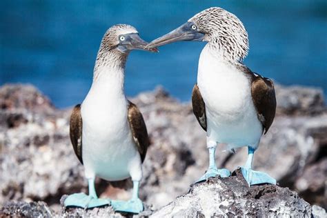 Galapagos Island Hopping Deluxe Santa Cruz And Isabela