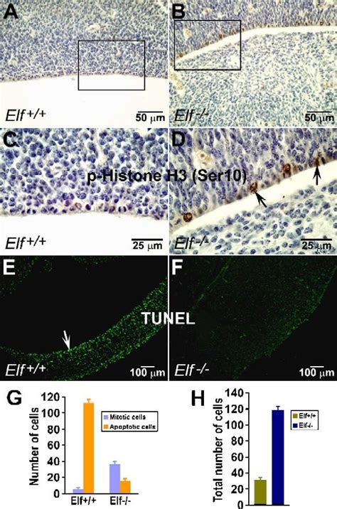 Svz Cell Proliferation Is Stimulated By The Disruption Of Elf A D