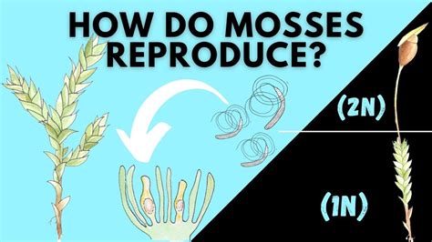 Learn How Mosses Reproduce Bryophyta Life Cycle YouTube