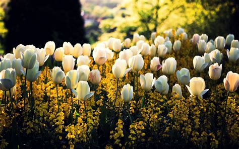 Spring Tulips Wallpaper Images