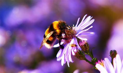 Bumblebees Archives Beekeeping Basics