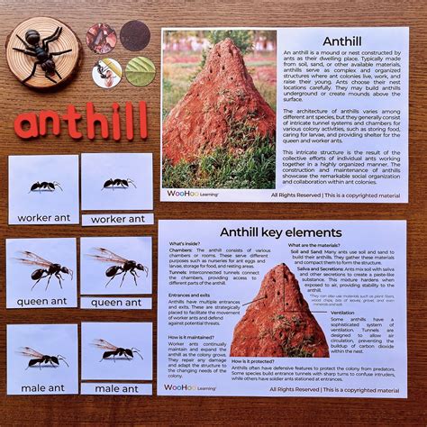 Ants Unit Study Ants Life Cycle Ants Anatomy Ant Unit Study for Kids