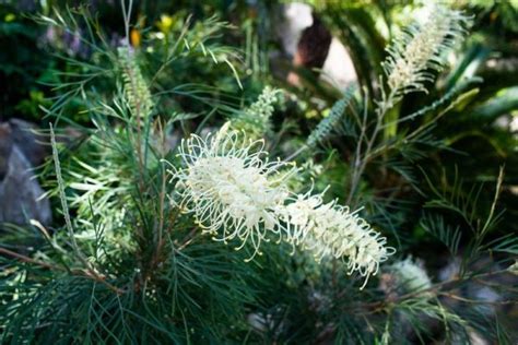 Grow Guide: Grevillea Moonlight | Ultimate Backyard