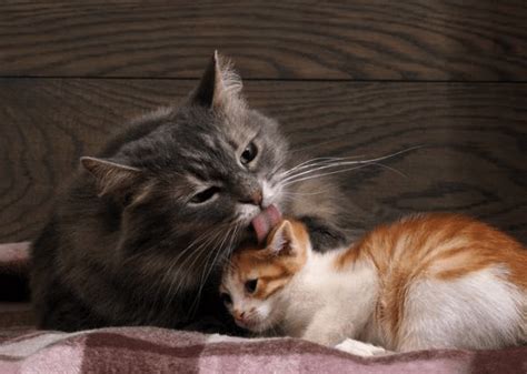 7 Reasons Why Do Cats Groom Each Other Pawsome Kitty Tail Tales Haven