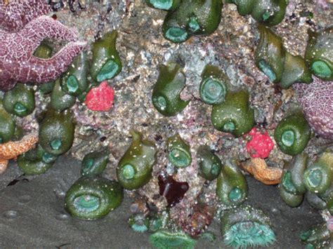 Exploring Rocky Shores Of Southern Oregon Coast What Are Those Strange