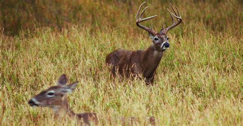 Texas' deer hunting season looks inviting - Houston Chronicle