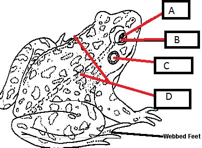 Know For Amphibian Test Flashcards Quizlet