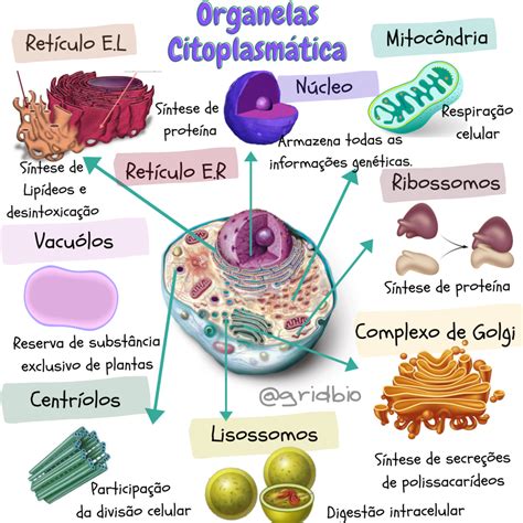 Celula Eucarionte E Procarionte Biologia Resumo E Mapa Mental 2