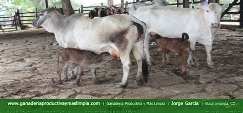 El Negocio De La Ceba De Ganado Ganader A Productiva Y M S Limpia