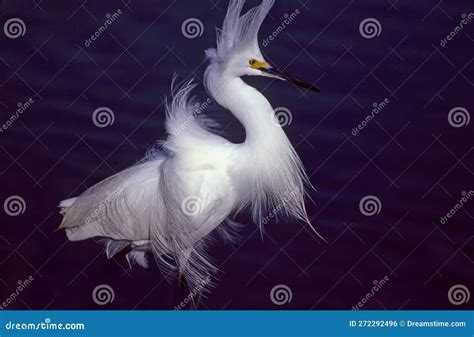 Snowy Egret in Breeding Plumage Stock Photo - Image of plumage ...