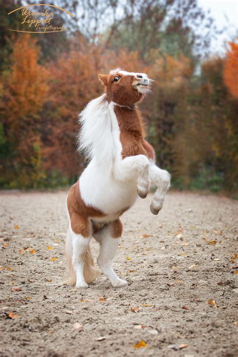 Shetlandpony Lustige Tierbilder Haustiere Pferdeliebe