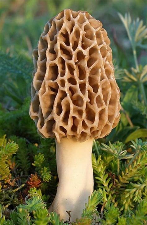 Wisconsin Morel Mushroom Spores Growing Morels In Your, 56% OFF