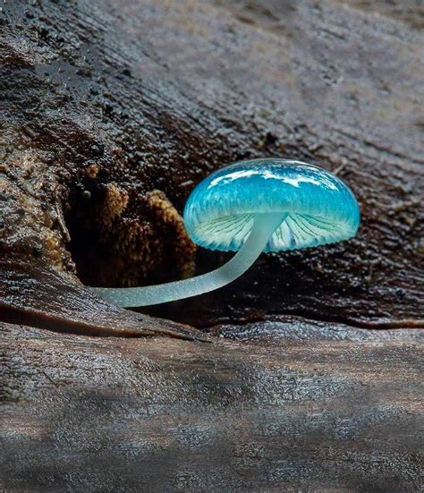 Ens Ame De Ciencia On Twitter El Hongo Azul Mycena Resalta Por Su