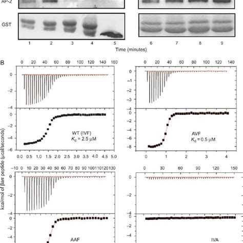 Role Of The Ivf Motif In Ap Binding A Gst Fusion Proteins