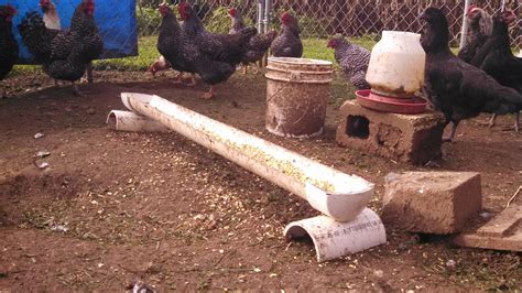 Homemade Chicken Trough Backyard Chickens Learn How To Raise Chickens