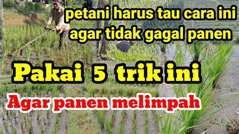 5 Cara Terbaik Merawat Tanaman Padi Agar Panen Melimpah Youtube