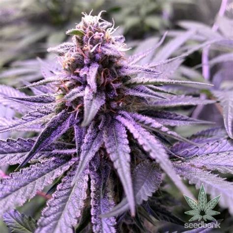 Do Si Dos Seeds | Feminized Do Si Dos Strain | Seed Bank Dosido Seeds