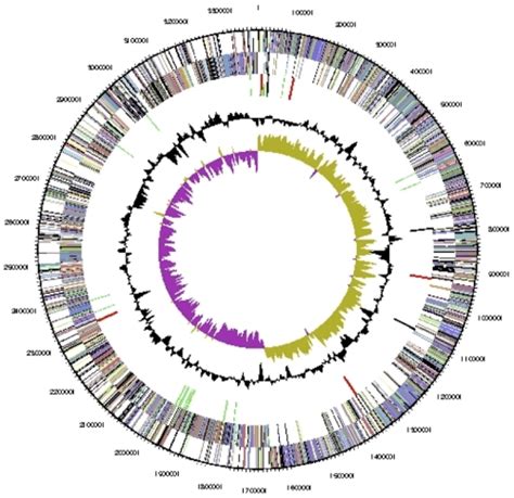 Graphical Circular Map Of The Chromosome From Outside To The Center