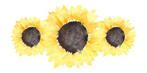 Aesthetic Sunflower PNG PNG Mart