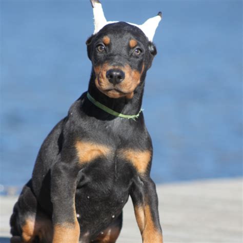 Maverick Doberman Puppy For Sale In West Virginia Puppyhero