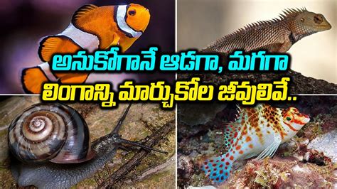 Viral News జండర్ మార్చేసుకునే జీవుల గురించి తెలుసా Biological Sex Isnt Always An Either