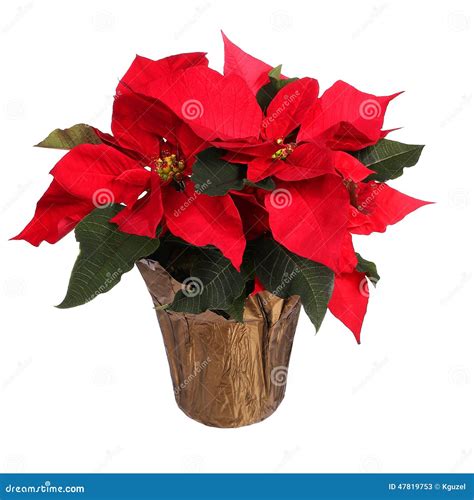 Red Poinsettia Flower Isolated Christmas Flowers Stock Image Image