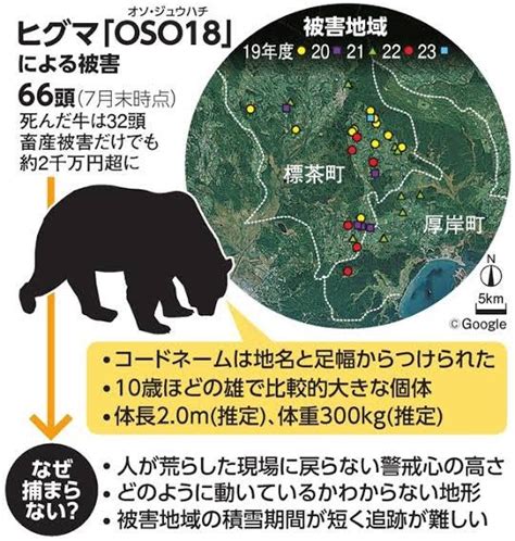 【ニュース】牛66頭を襲ったヒグマoso18駆除 お受験のお医者さん ️