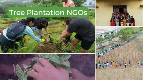 Top Tree Plantation NGOs Across States In India