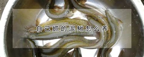 野生泥鳅与养殖泥鳅区别 —【发财农业网】