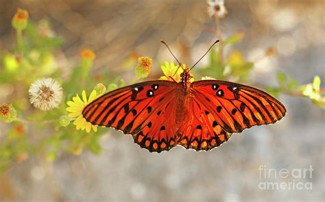 Gulf Fritillary Butterfly Photograph By Luana K Perez Fine Art America