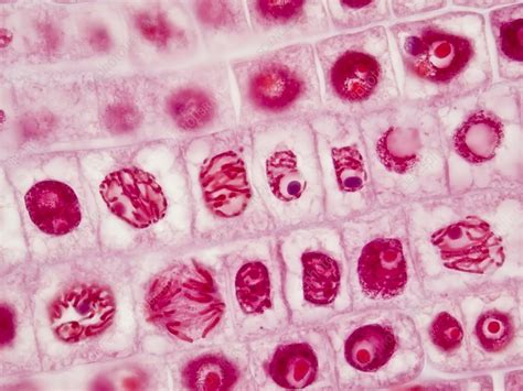 Mitosis And Meiosis Carolina Knowledge Center